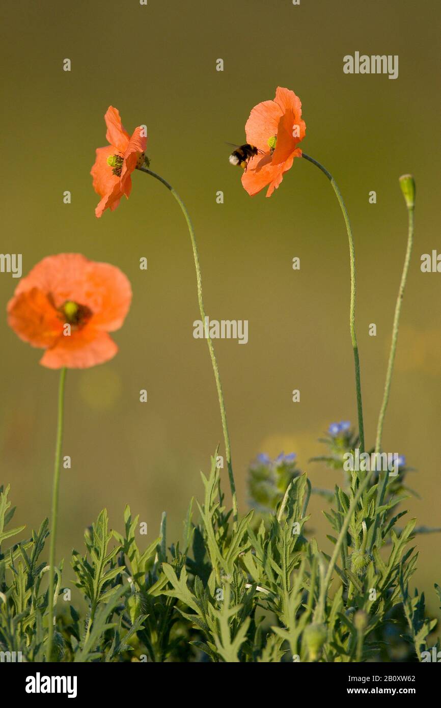 long-headed poppy, field poppy (Papaver dubium), with bumble bee, Netherlands Stock Photo