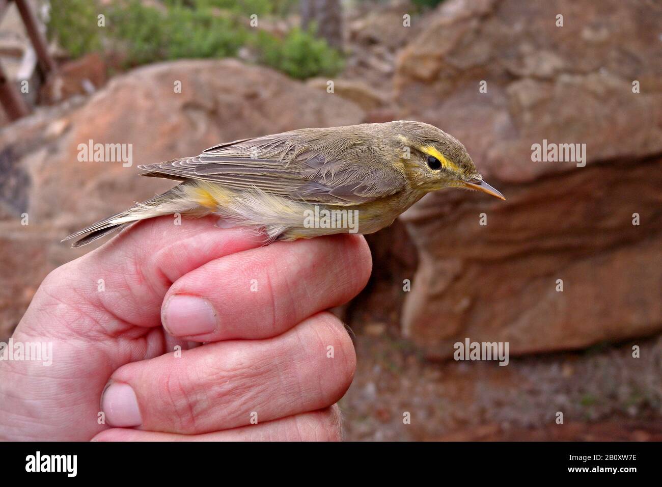 willow warbler (Phylloscopus trochilus), sits on a hand for ringing, Kenya Stock Photo