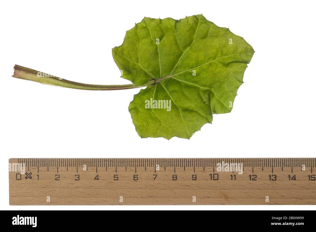 colts-foot, coltsfoot (Tussilago farfara), leaf, cutout with ruler, Germany Stock Photo