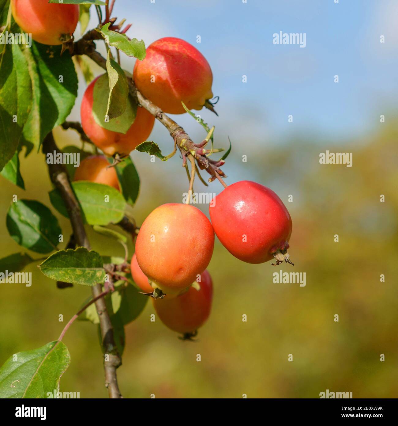 ornamental apple tree (Malus 'John Downie', John Downie), cultivar John Downie Stock Photo