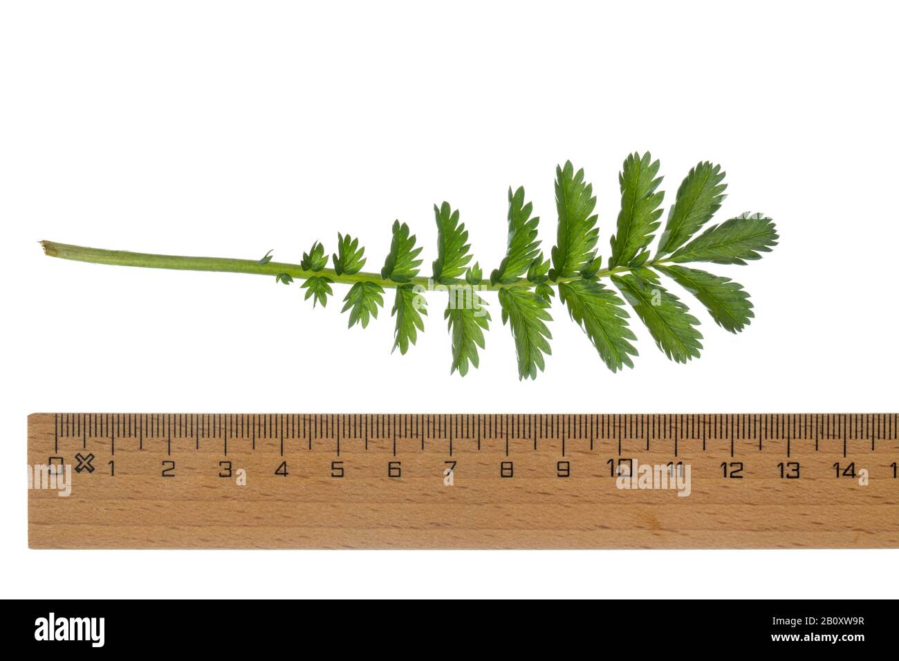 silver weed, silverweed cinquefoil (Potentilla anserina), leaf, cutout with ruler, Germany Stock Photo