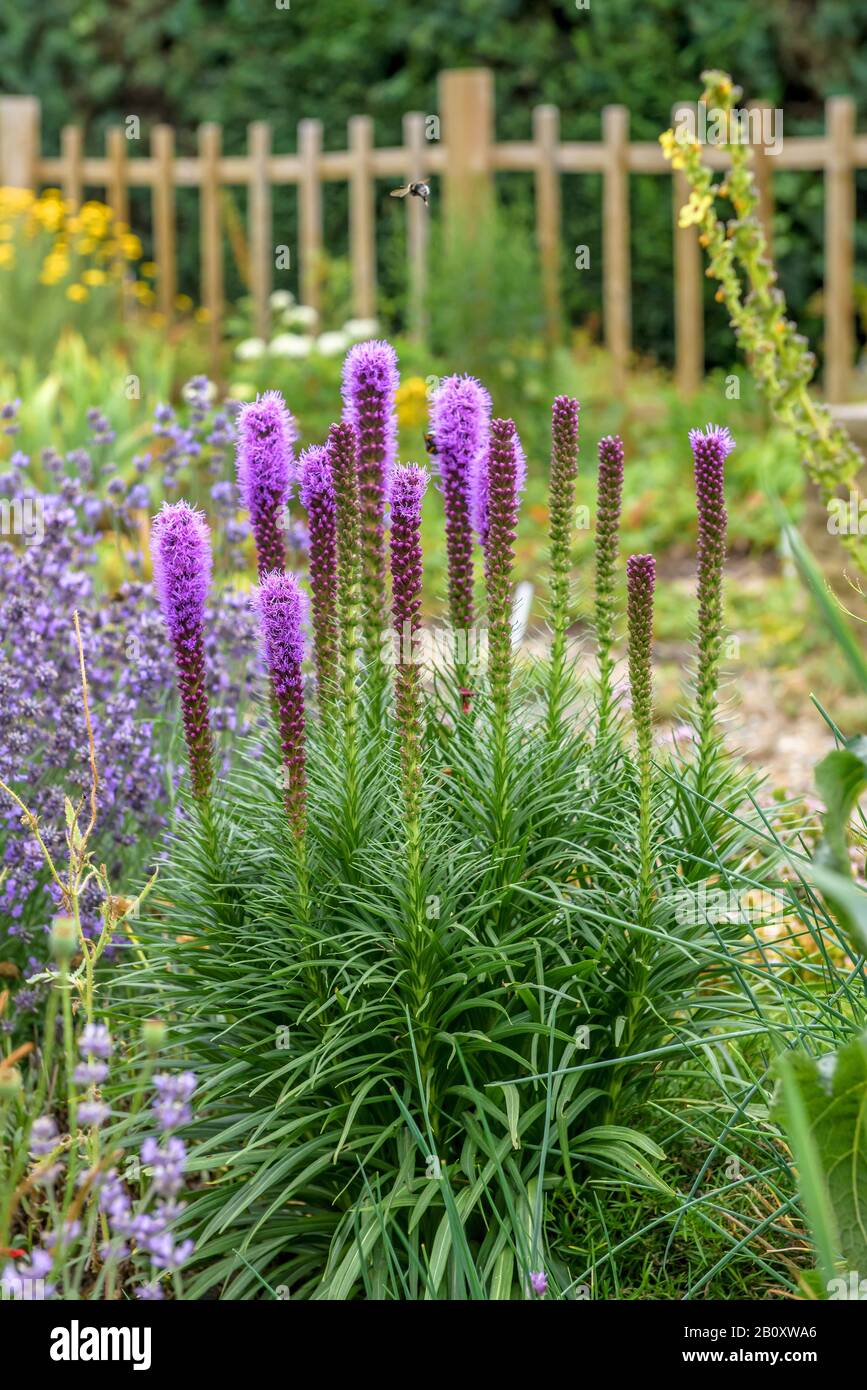 Button Snakeroot, Dense Blazing Star, Blazing Star (Liatris spicata), blooming, Czech Republic Stock Photo