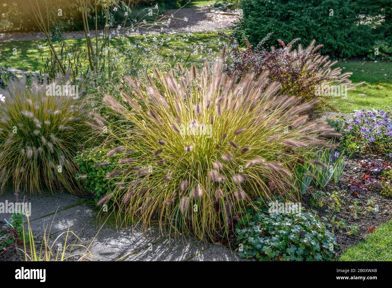 fountain grass (Pennisetum alopecuroides f. viridescens), in a flower bed, Germany, Bavaria Stock Photo