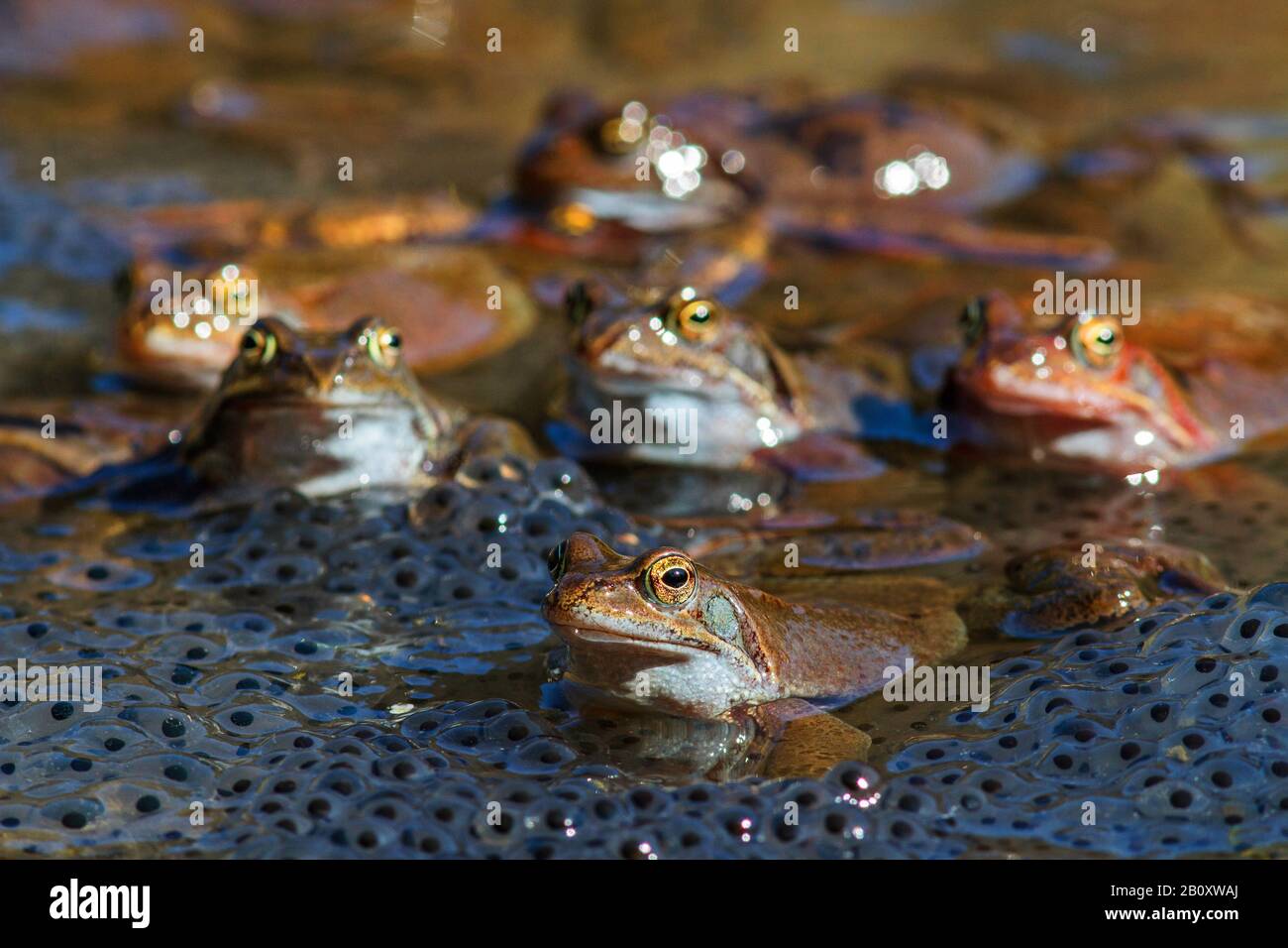 common frog, grass frog (Rana temporaria), frogs at the spawning ground