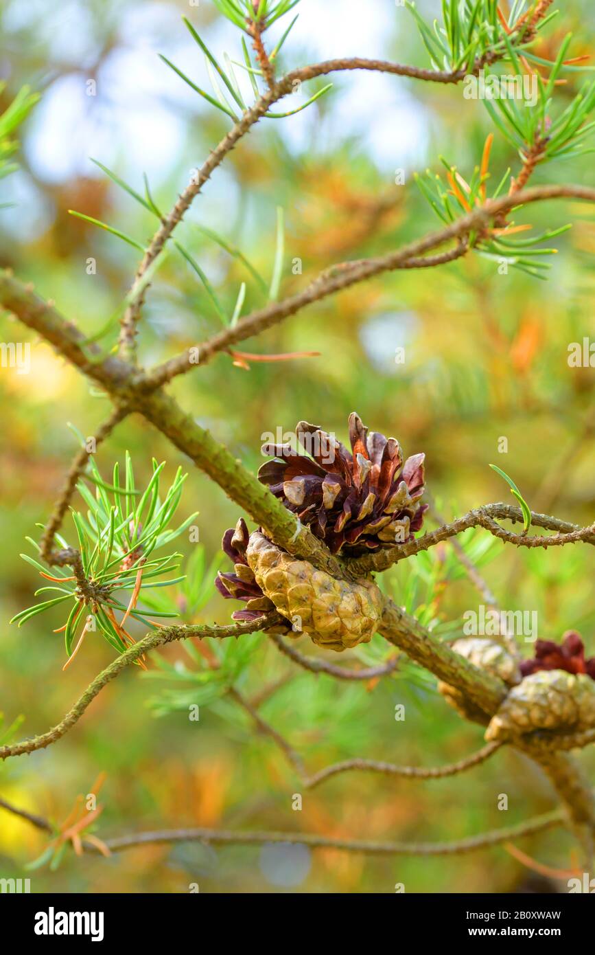 gray pine, jack pine (Pinus banksiana), branch with pine Stock Photo