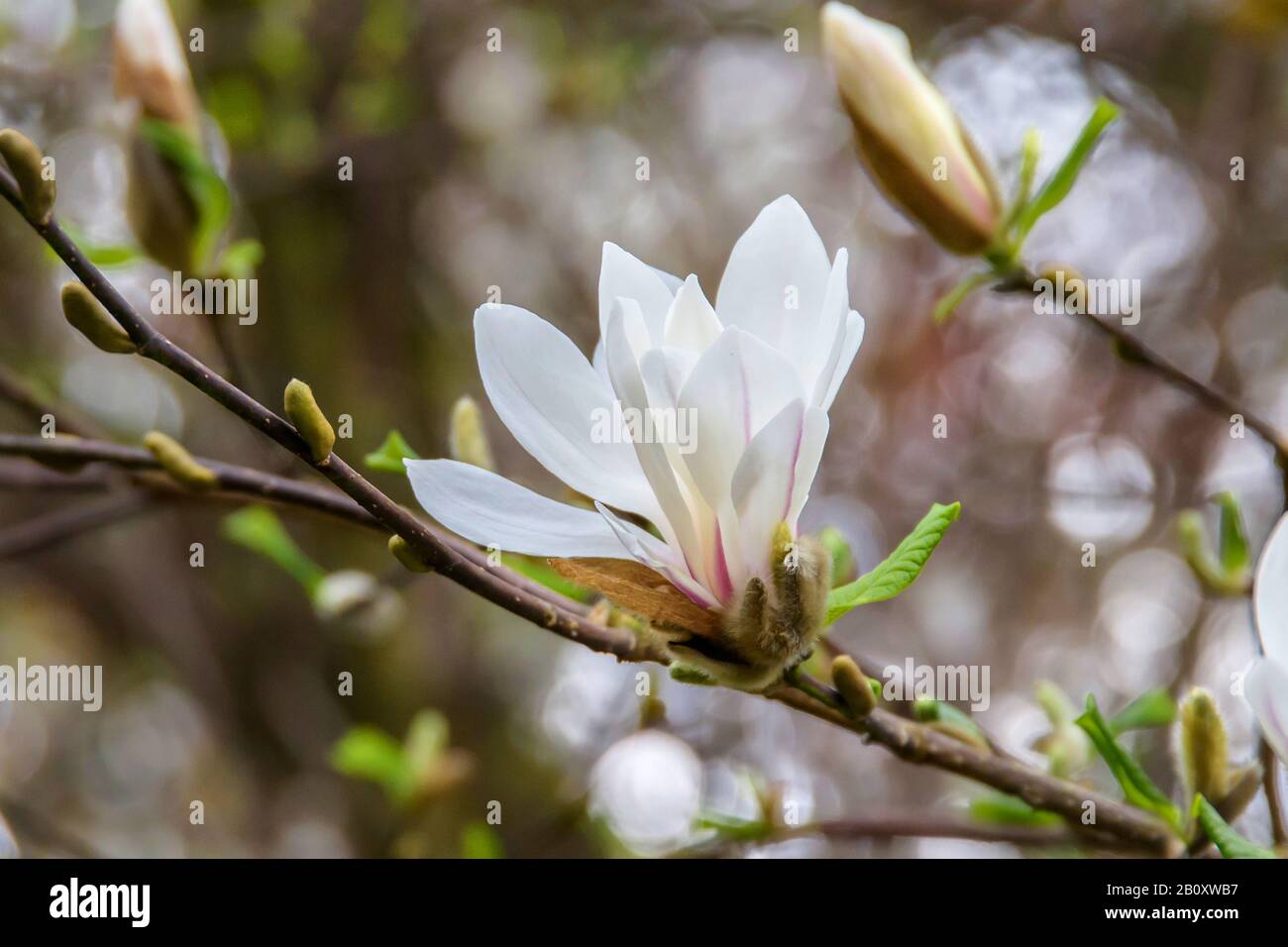 Kobus Magnolia (Magnolia kobus), blooming, Silesia, Lower Silesia Stock Photo