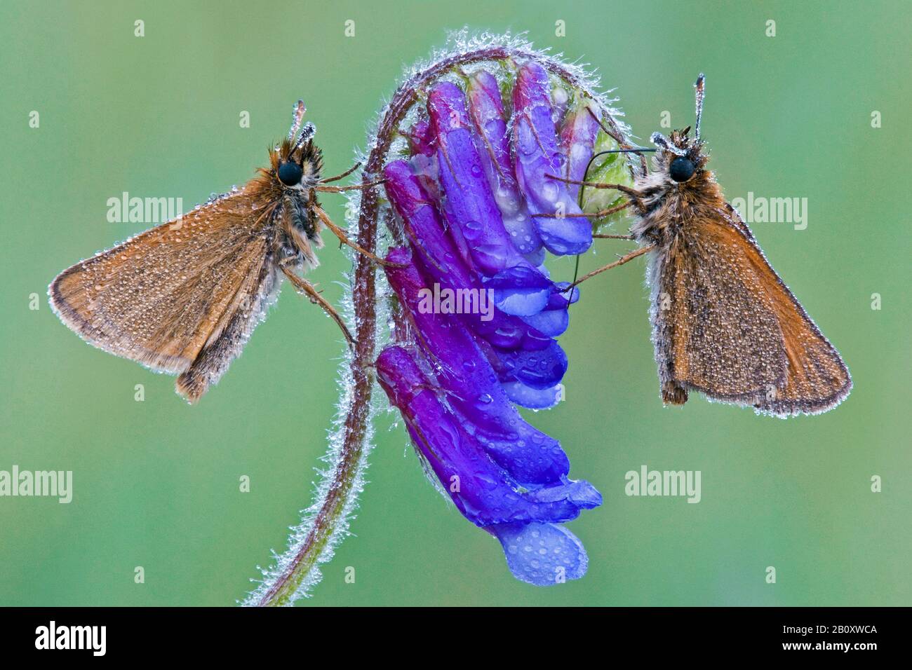European Skipper Butterflies  (Thymelicus lineola) perched on Purple Cow Vetch, E USA, by Skip Moody/Dembinsky Photo Assoc Stock Photo