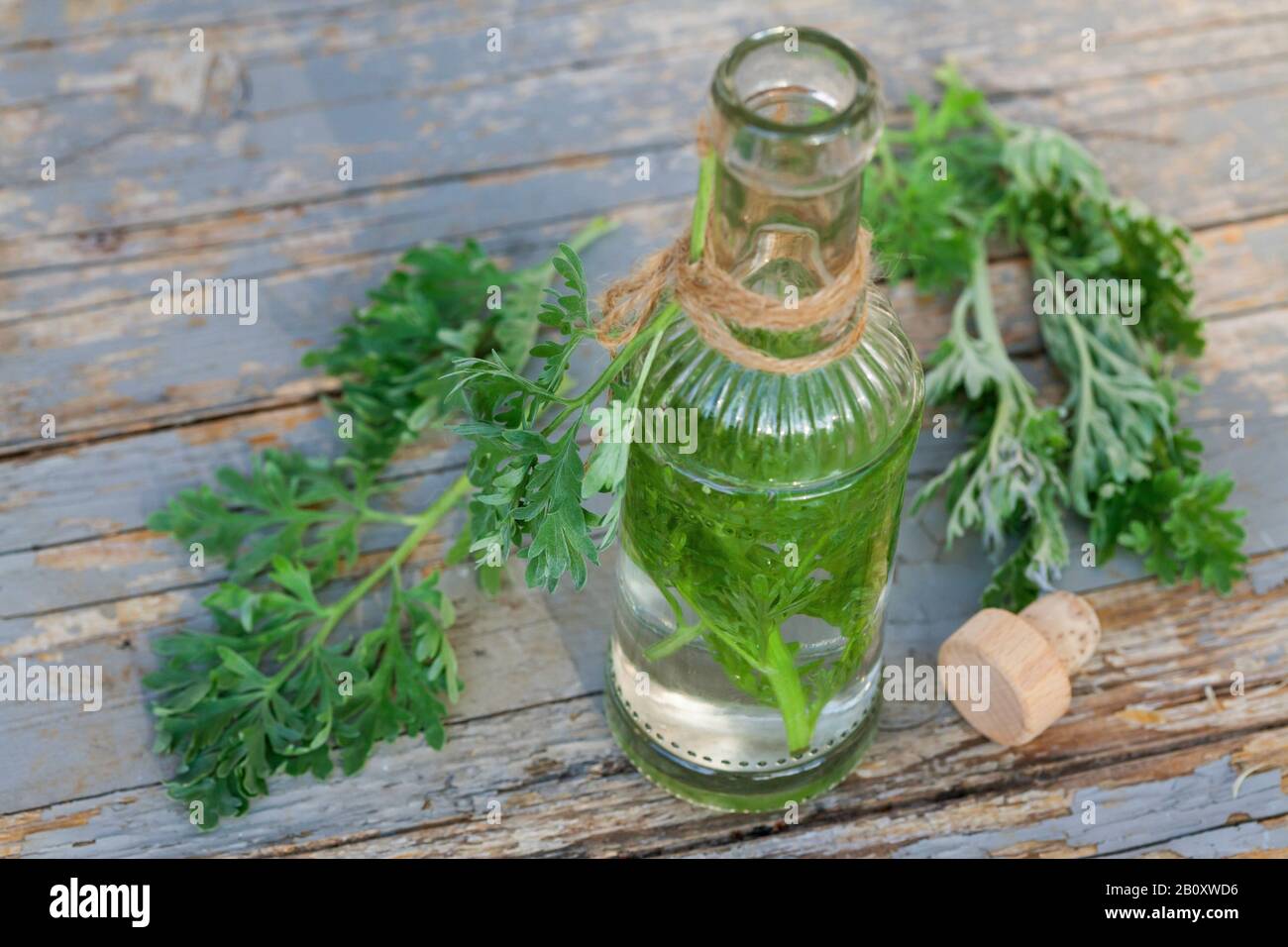 common wormwood, absinth wormwood, absinth sagewort (Artemisia