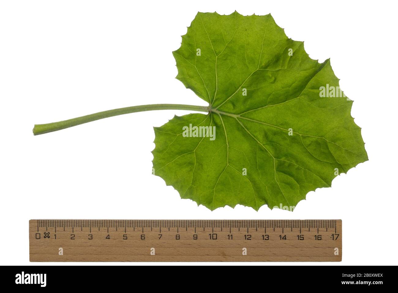 colts-foot, coltsfoot (Tussilago farfara), leaf, cutout with ruler, Germany Stock Photo