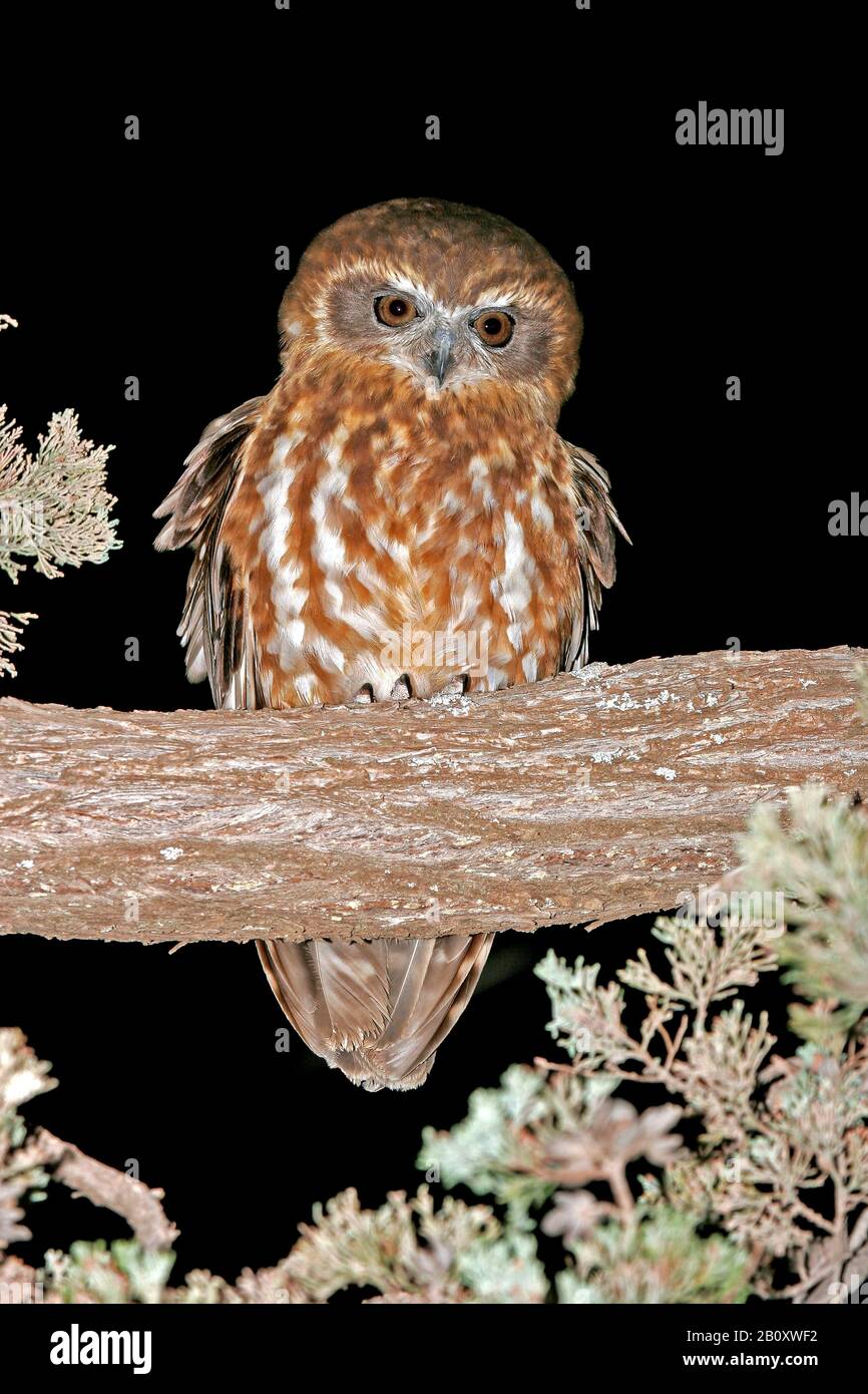 Australian night bird hi-res stock photography and images - Alamy