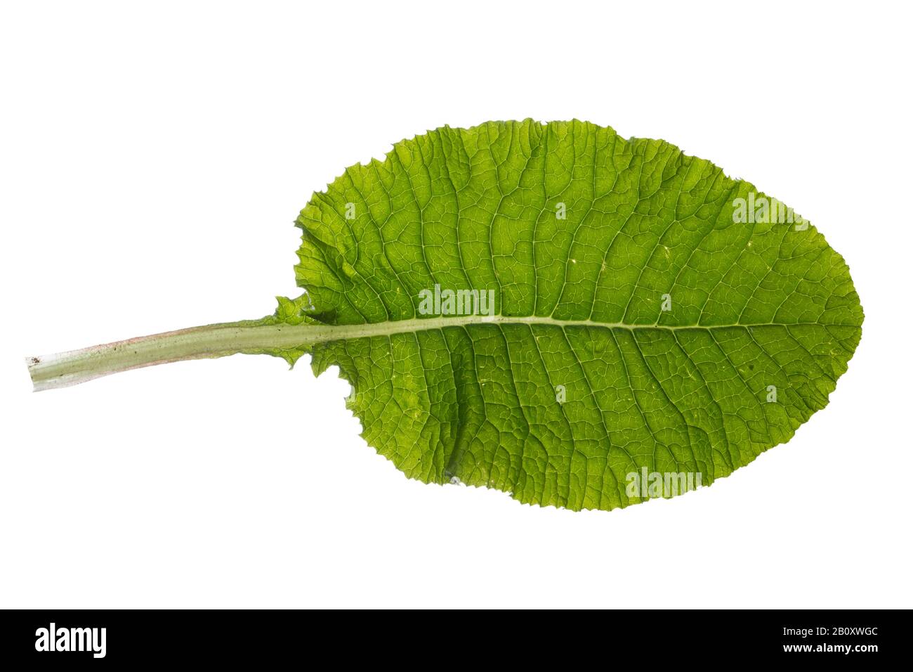 True oxlip (Primula elatior), leaf, cutout, Germany Stock Photo