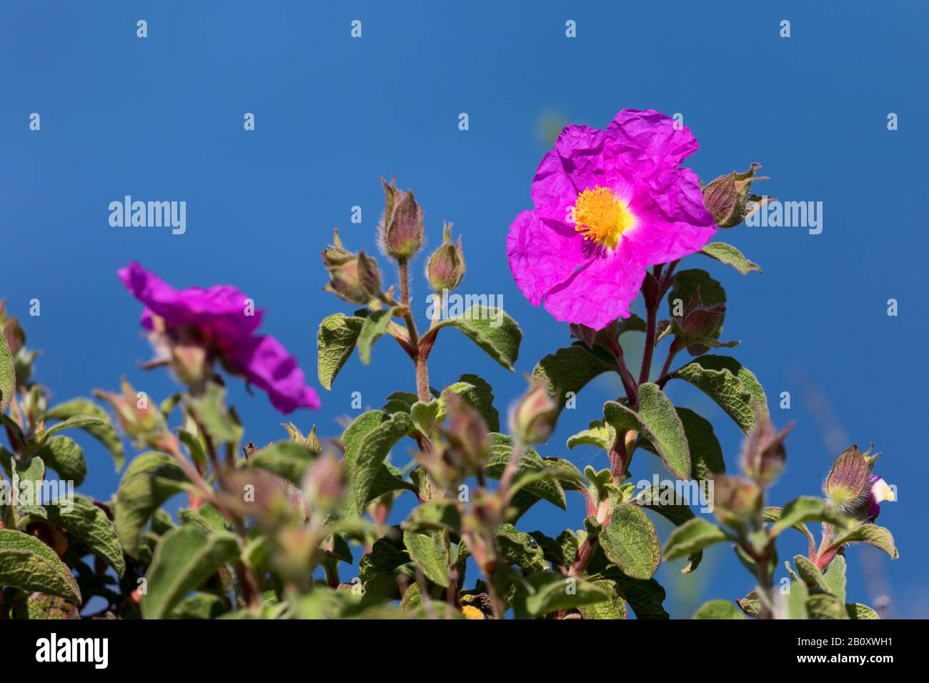 Pink Rock-Rose, Hoary Rock-Rose, hairy rockrose, rock rose, rock-rose, Grey-haired Rockrose, Cretan rockrose (Cistus creticus, Cistus incanus), blooming, Croatia Stock Photo