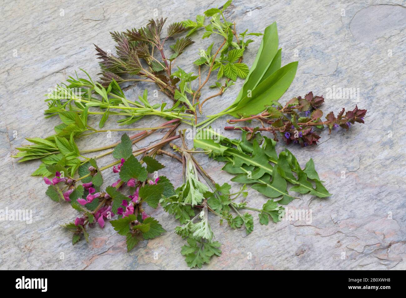 wild vegetable in sprig, collected herbs, Germany Stock Photo