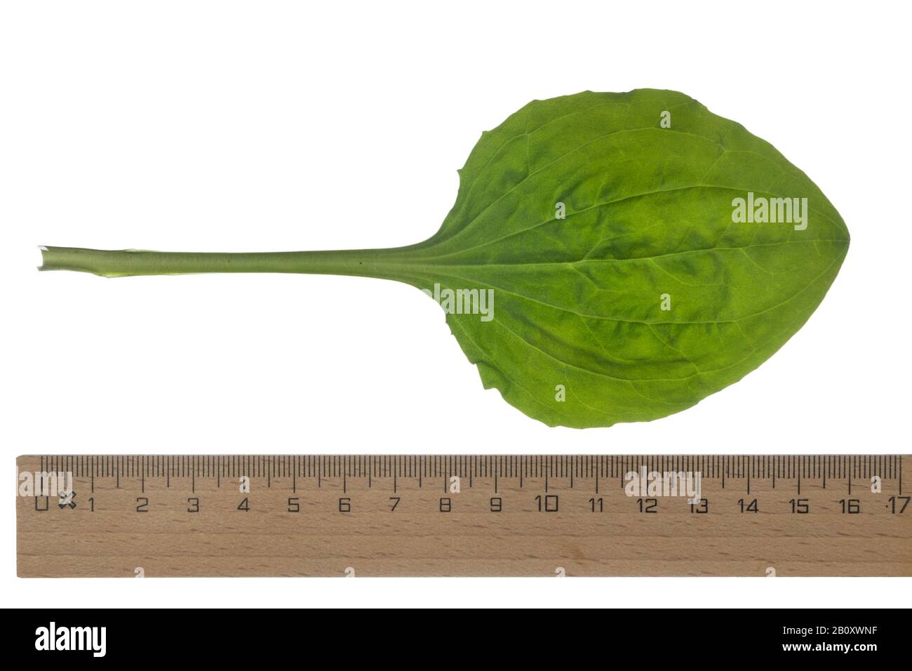 common plantain, great plantain, broadleaf plantain, nipple-seed plantain (Plantago major), leaf, cutout with ruler, Germany Stock Photo