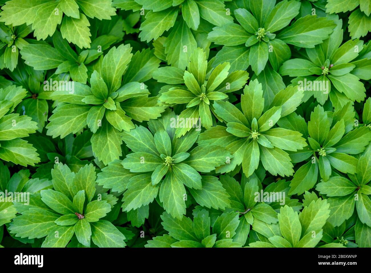 Japanese pachysandra, Japanese-spurge (Pachysandra terminalis), top view, Germany, Hesse Stock Photo