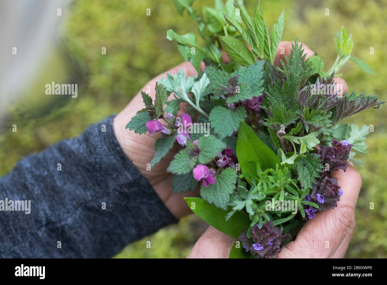 wild vegetable in sprig, collected herbs, Germany Stock Photo