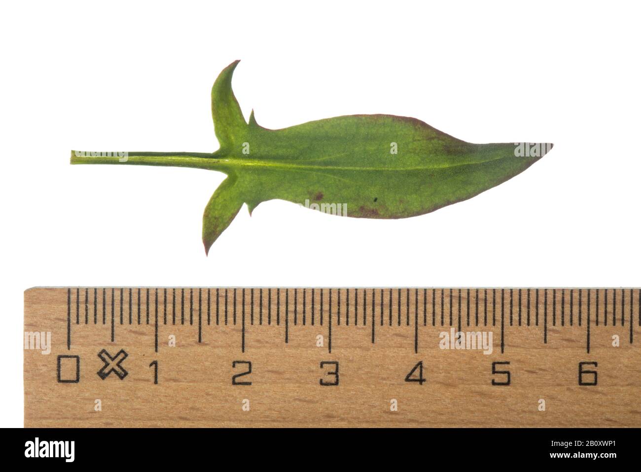Sheep's Sorrel, Red Sorrel, Sour Weed, Field Sorrel (Rumex acetosella), leaf, cutout with ruler, Germany Stock Photo
