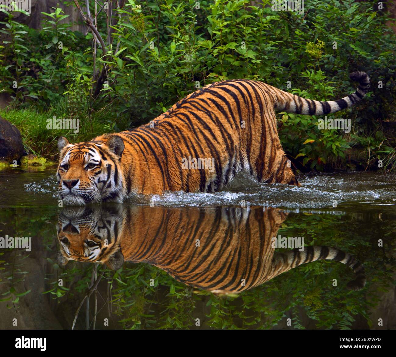 Siberian tiger, Amurian tiger (Panthera tigris altaica), walking into the water, side view Stock Photo