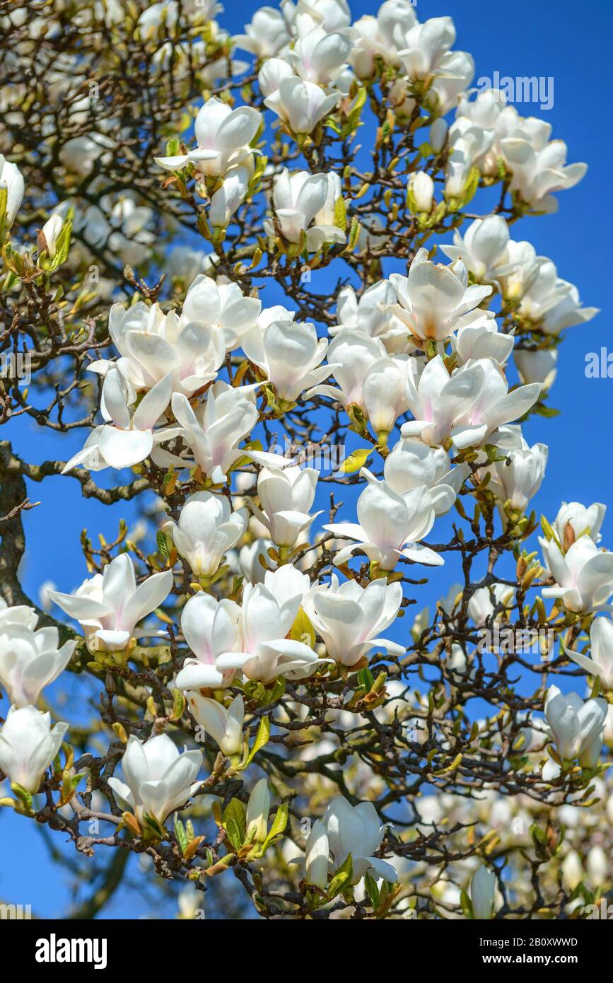 saucer magnolia (Magnolia x soulangiana 'Amabilis', Magnolia x