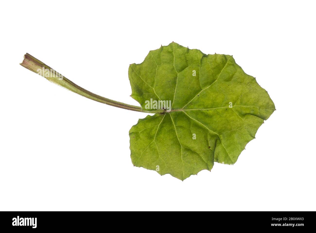 colts-foot, coltsfoot (Tussilago farfara), leaf, cutout, Germany Stock Photo