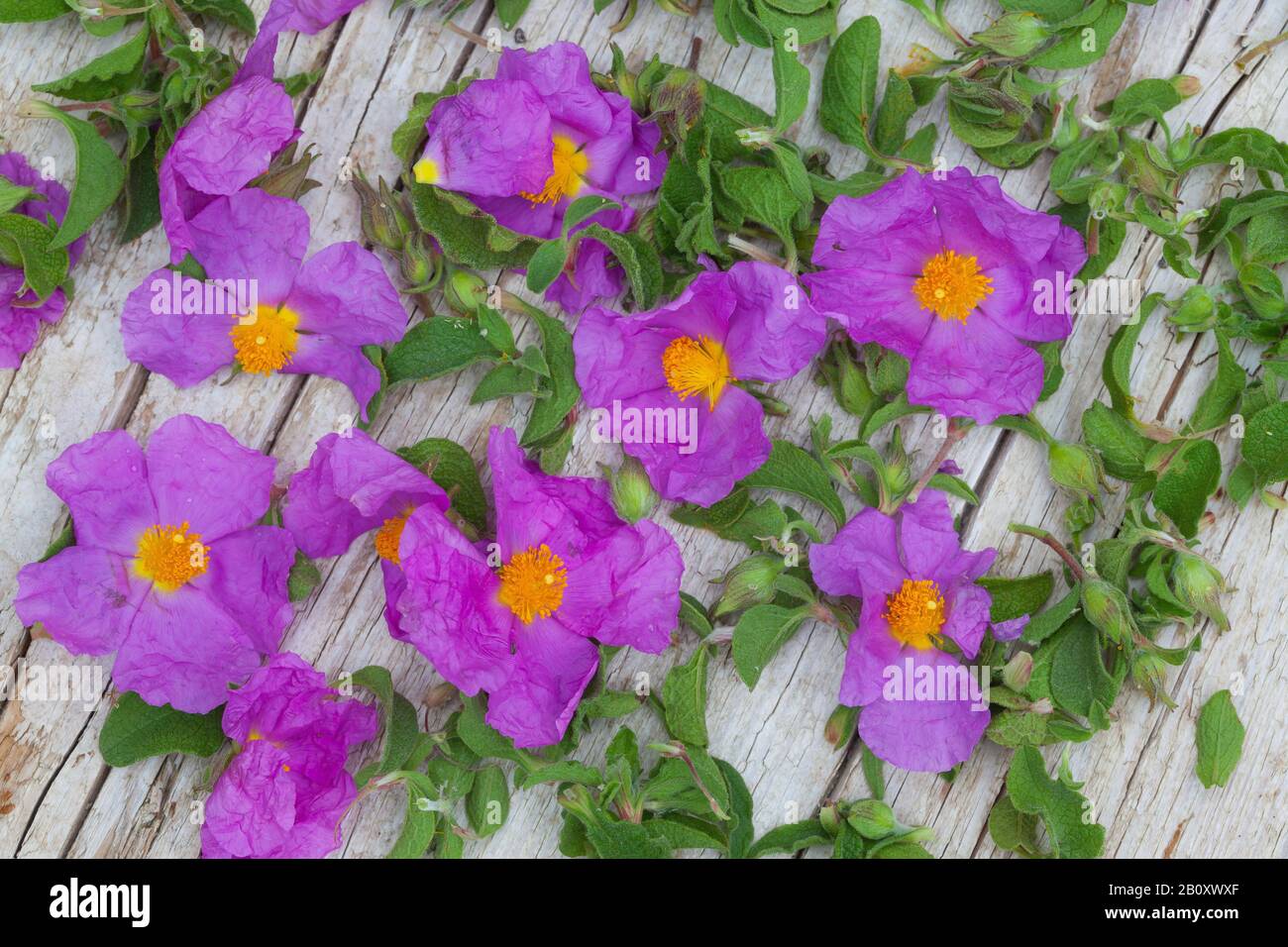 Pink Rock-Rose, Hoary Rock-Rose, hairy rockrose, rock rose, rock-rose, Grey-haired Rockrose, Cretan rockrose (Cistus creticus), collected rock-rose in a bowl, Croatia Stock Photo