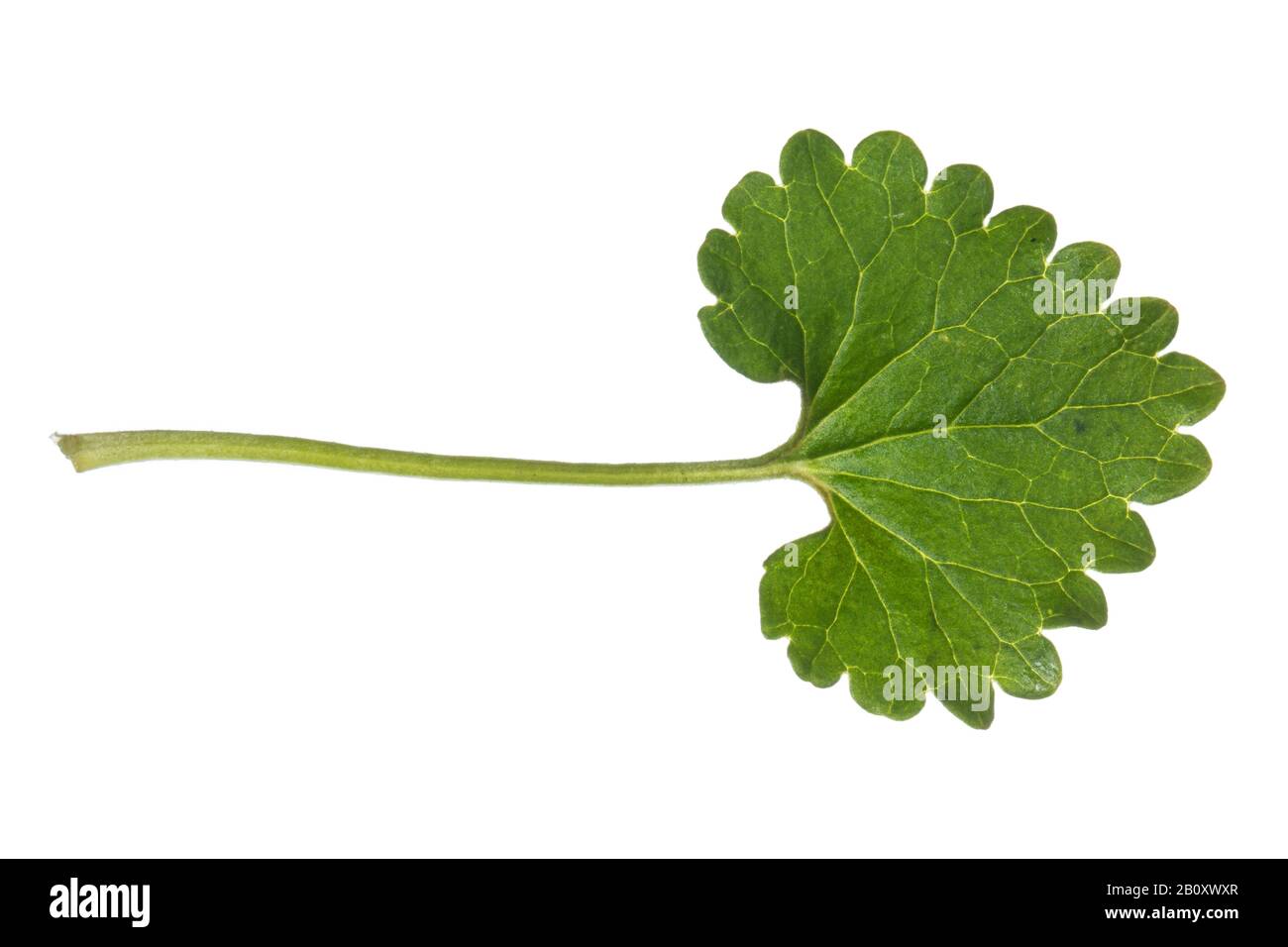 gill-over-the-ground, ground ivy (Glechoma hederacea), leaf, cutout, Germany Stock Photo