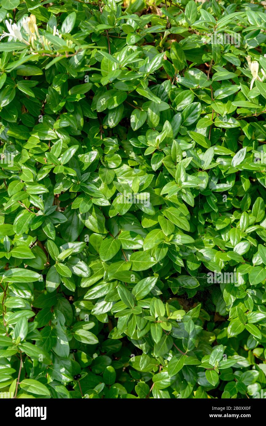 Japanese honeysuckle, Golden-and-silver honeysuckle (Lonicera japonica var. repens), branches Stock Photo