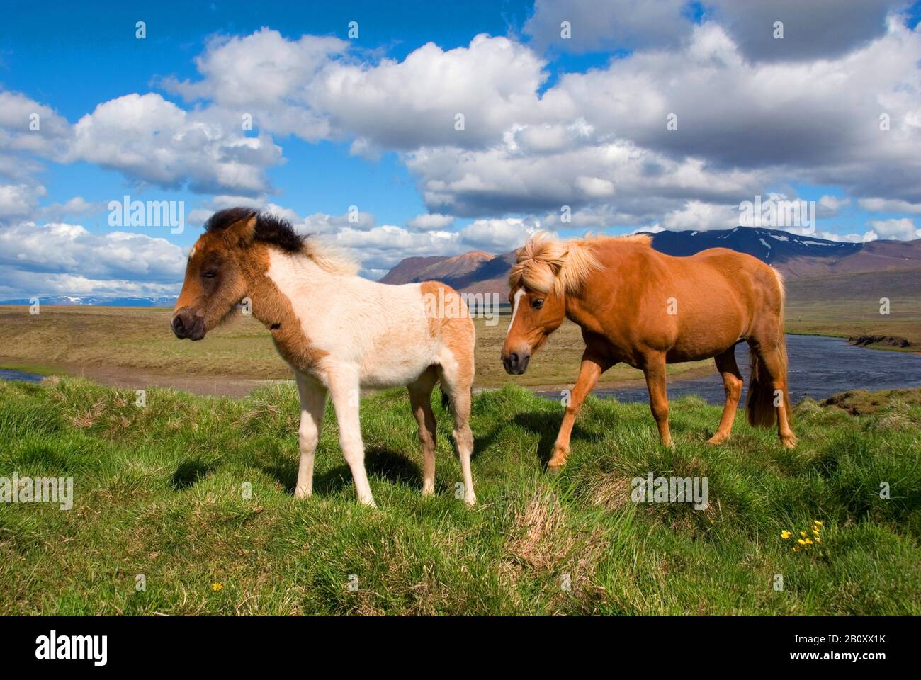 Islandic horse, Icelandic horse, Iceland pony (Equus przewalskii f. caballus), mare with foal, side view, Iceland Stock Photo