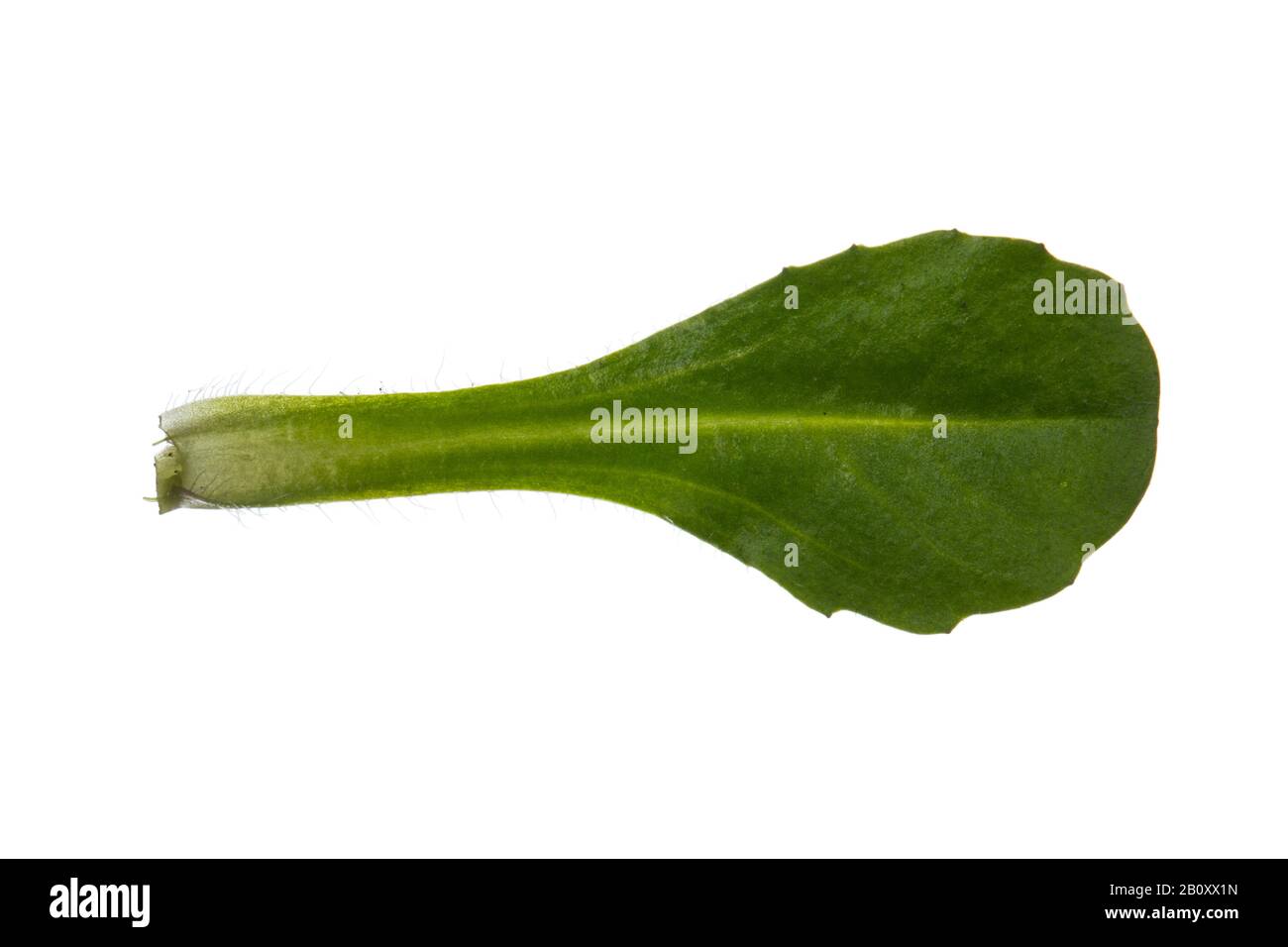 common daisy, lawn daisy, English daisy (Bellis perennis), leaf, cutout, Germany Stock Photo