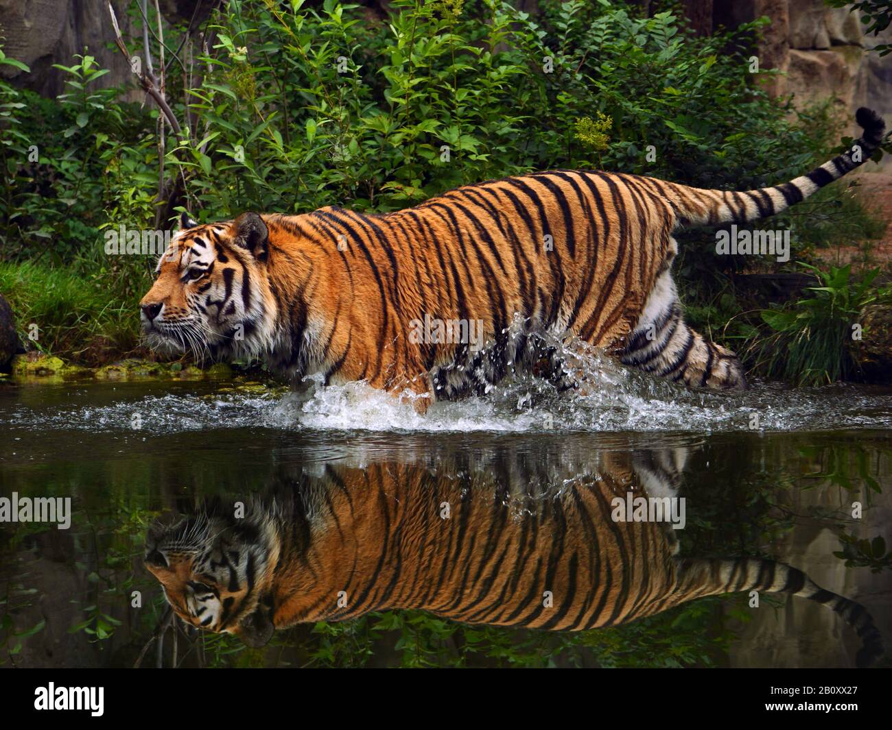 Siberian tiger, Amurian tiger (Panthera tigris altaica), walking into the water, side view Stock Photo
