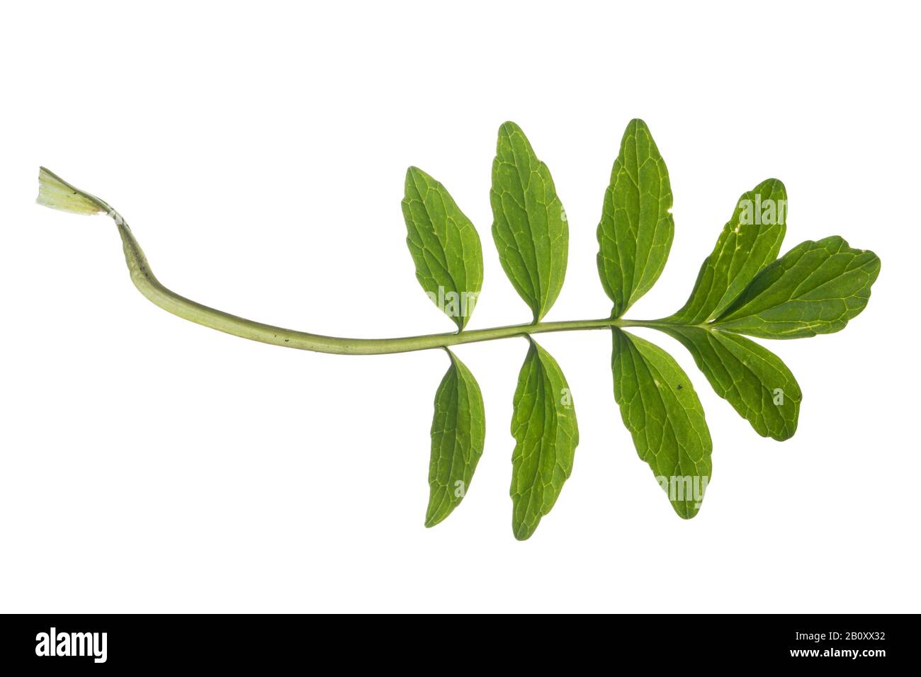 common valerian, all-heal, garden heliotrope, garden valerian (Valeriana officinalis), leaf, cutout, Germany Stock Photo