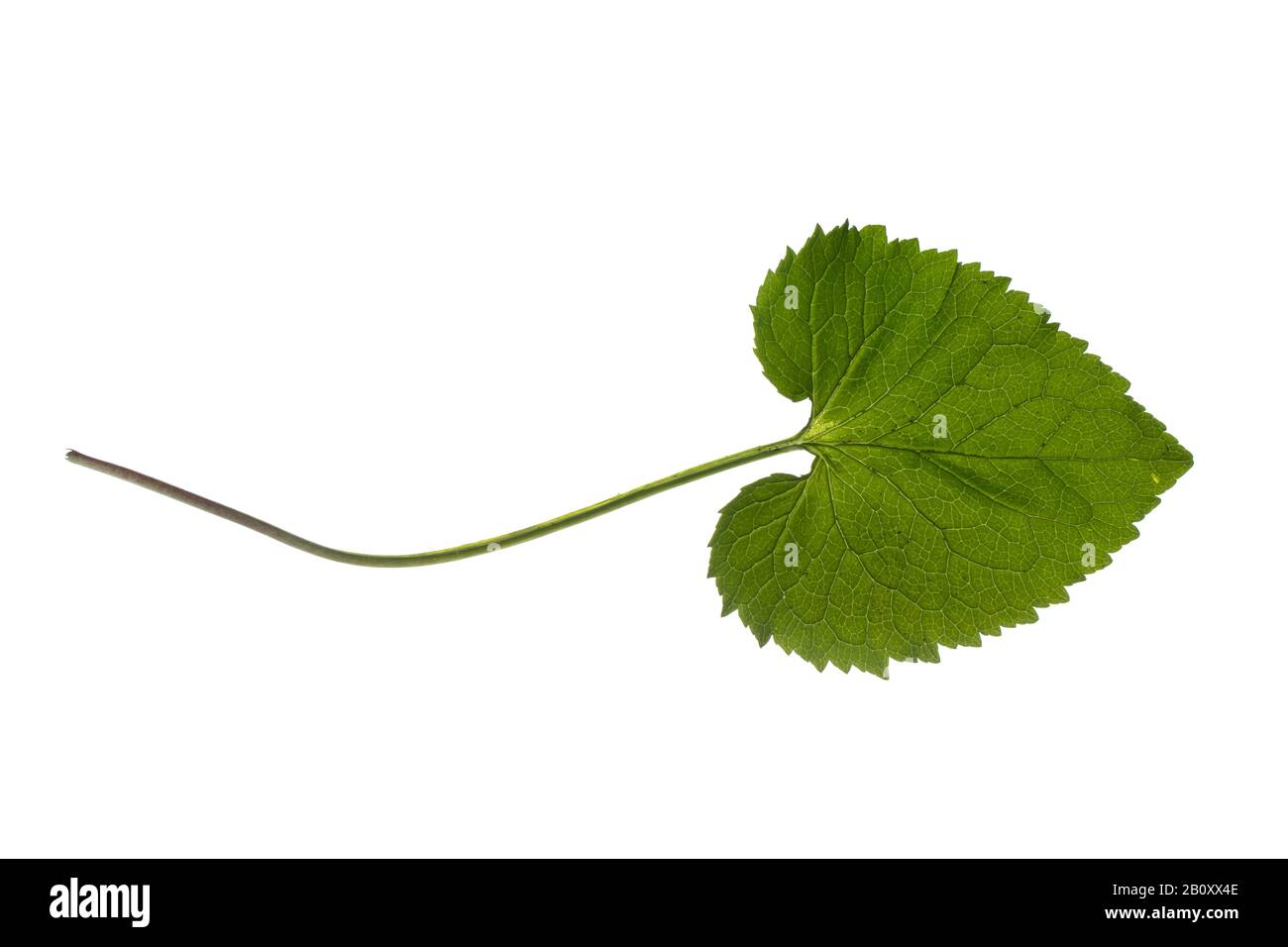 spiked rampion (Phyteuma spicatum), leaf, cutout, Germany Stock Photo