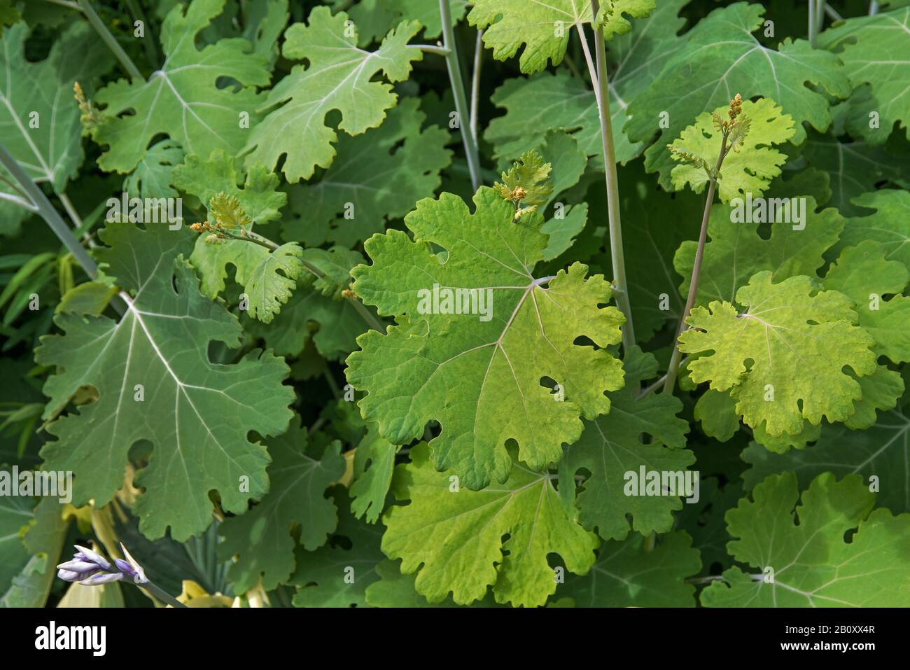 plume poppy (Macleaya microcarpa 'Kelway's Coral Plume', Macleaya microcarpa Kelway's Coral Plume), leaves of cultivar Kelway's Coral Plume, Sweden Stock Photo