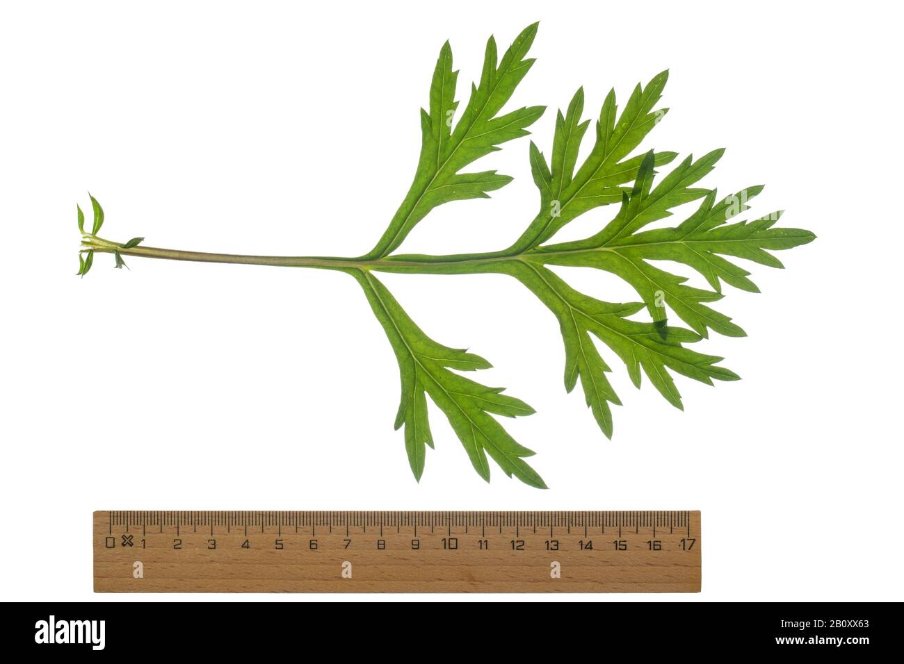 common mugwort, common wormwood (Artemisia vulgaris), leaf, cutout with ruler, Germany Stock Photo