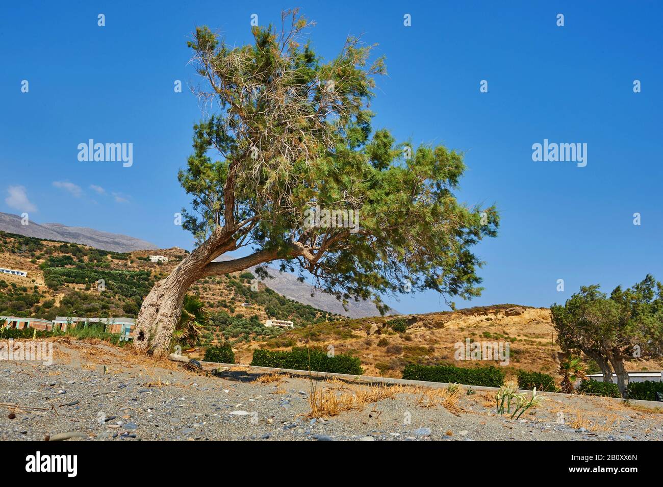 pine (Pinus spec.), pine on the beach of Plakias, Greece, Crete Stock Photo