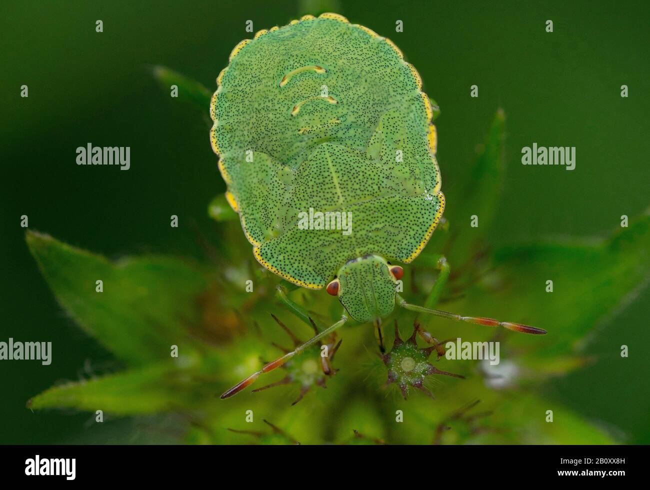 Green shield bug, Common green shield bug (Palomena prasina), larva, Germany, Bavaria Stock Photo