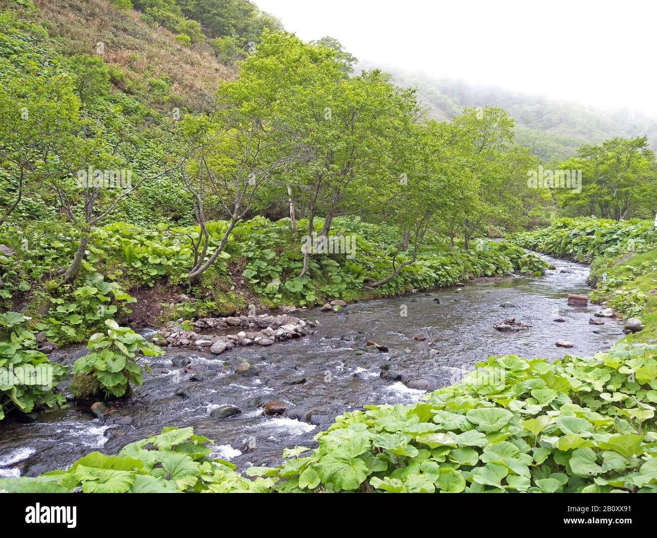 Rausu river, Japan Stock Photo