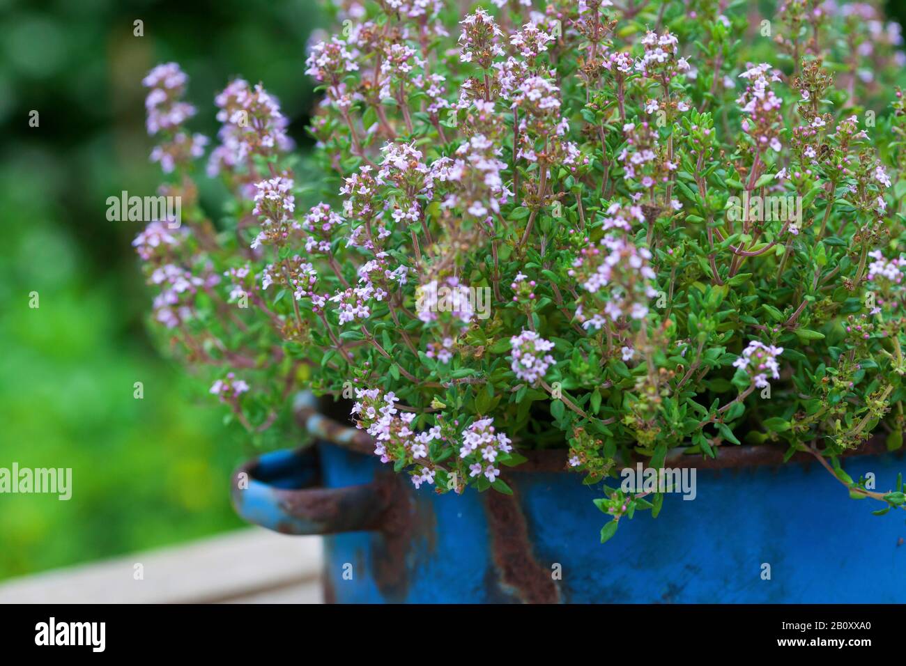 Garden thyme, English thyme, Common thyme (Thymus vulgaris), blooming in a pot, Germany Stock Photo