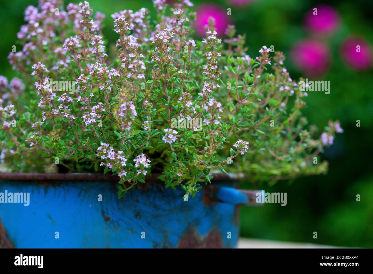 Garden thyme, English thyme, Common thyme (Thymus vulgaris), blooming in a pot, Germany Stock Photo