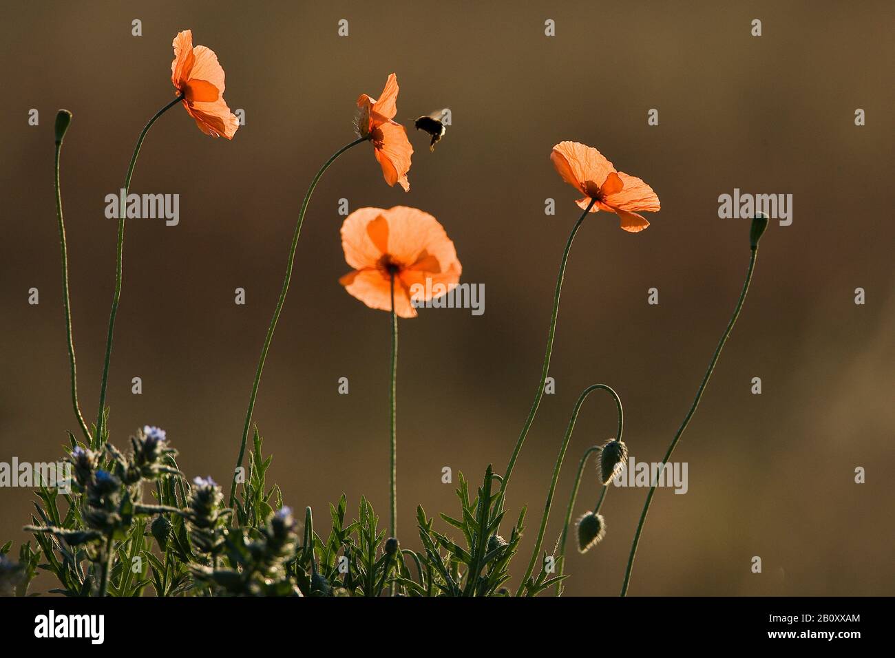long-headed poppy, field poppy (Papaver dubium), with bumble bee, Netherlands Stock Photo
