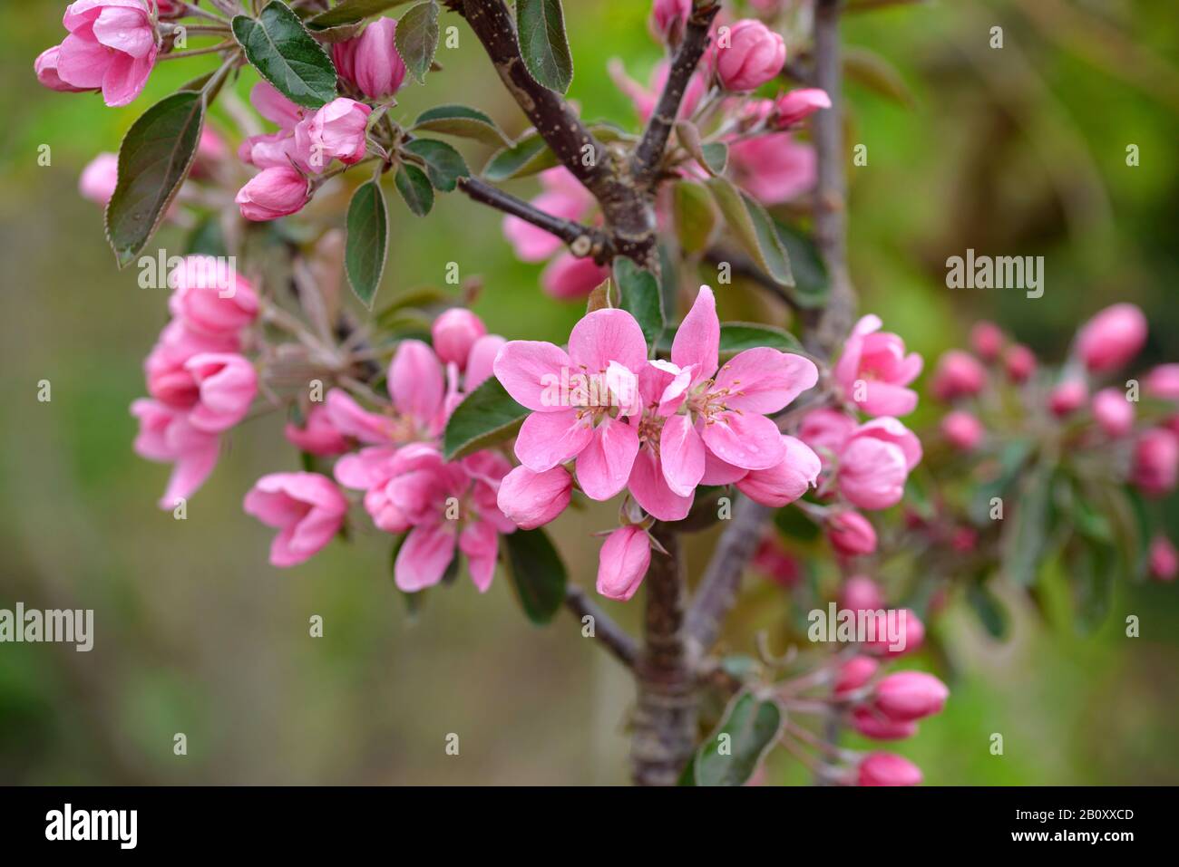 apple tree (Malus domestica 'Maypole', Malus domestica Maypole), cultivar Maypole Stock Photo