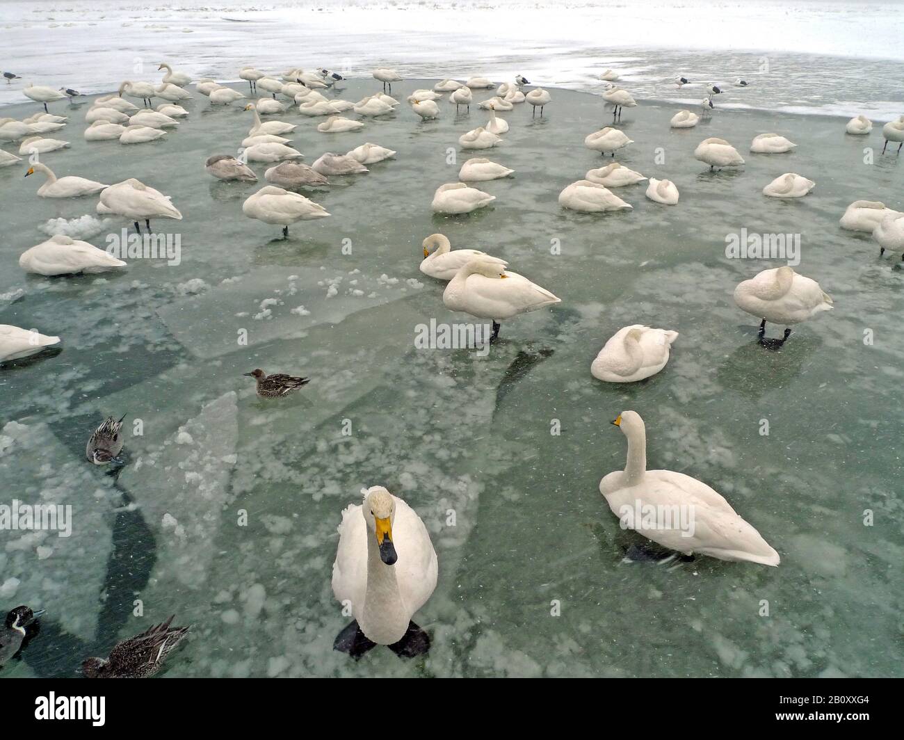 whooper swan (Cygnus cygnus), troop on freeze over lake, Japan, Hokkaido Stock Photo