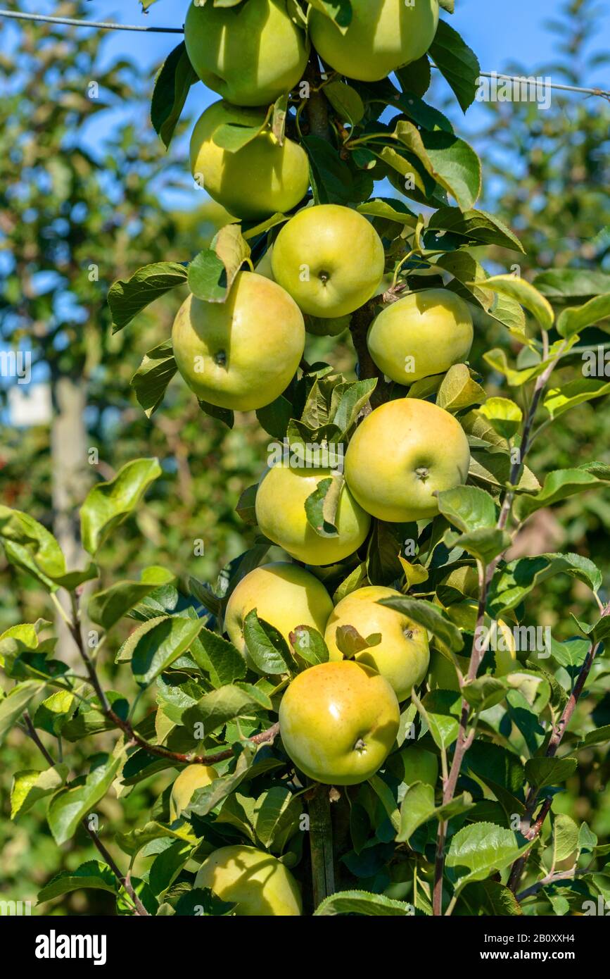 apple tree (Malus domestica Moonlight, Malus domestica Moonlight), cultivar Moonlight Stock Photo