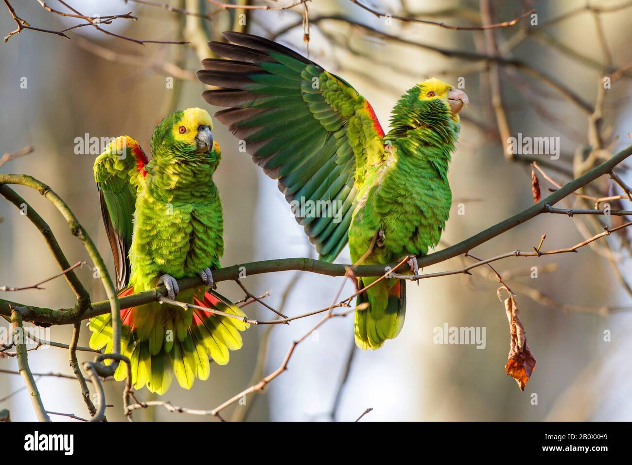 yellowheaded amazon (Amazona oratrix), two yellowheaded amazons side by side on a branch