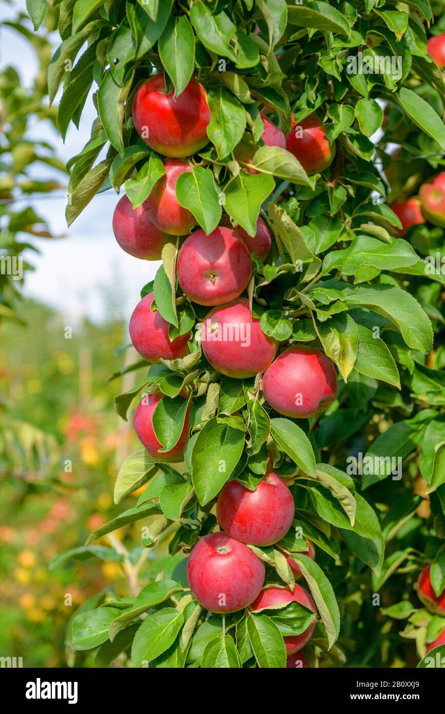 apple tree (Malus domestica 'Red River', Malus domestica Red River), cultivar Red River Stock Photo