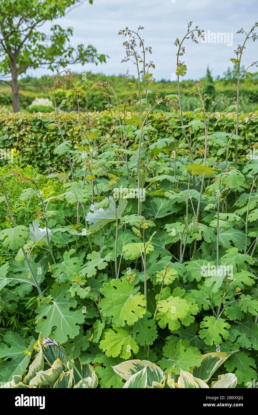 plume poppy (Macleaya microcarpa 'Kelway's Coral Plume', Macleaya microcarpa Kelway's Coral Plume), cultivar Kelway's Coral Plume, in bud Stock Photo