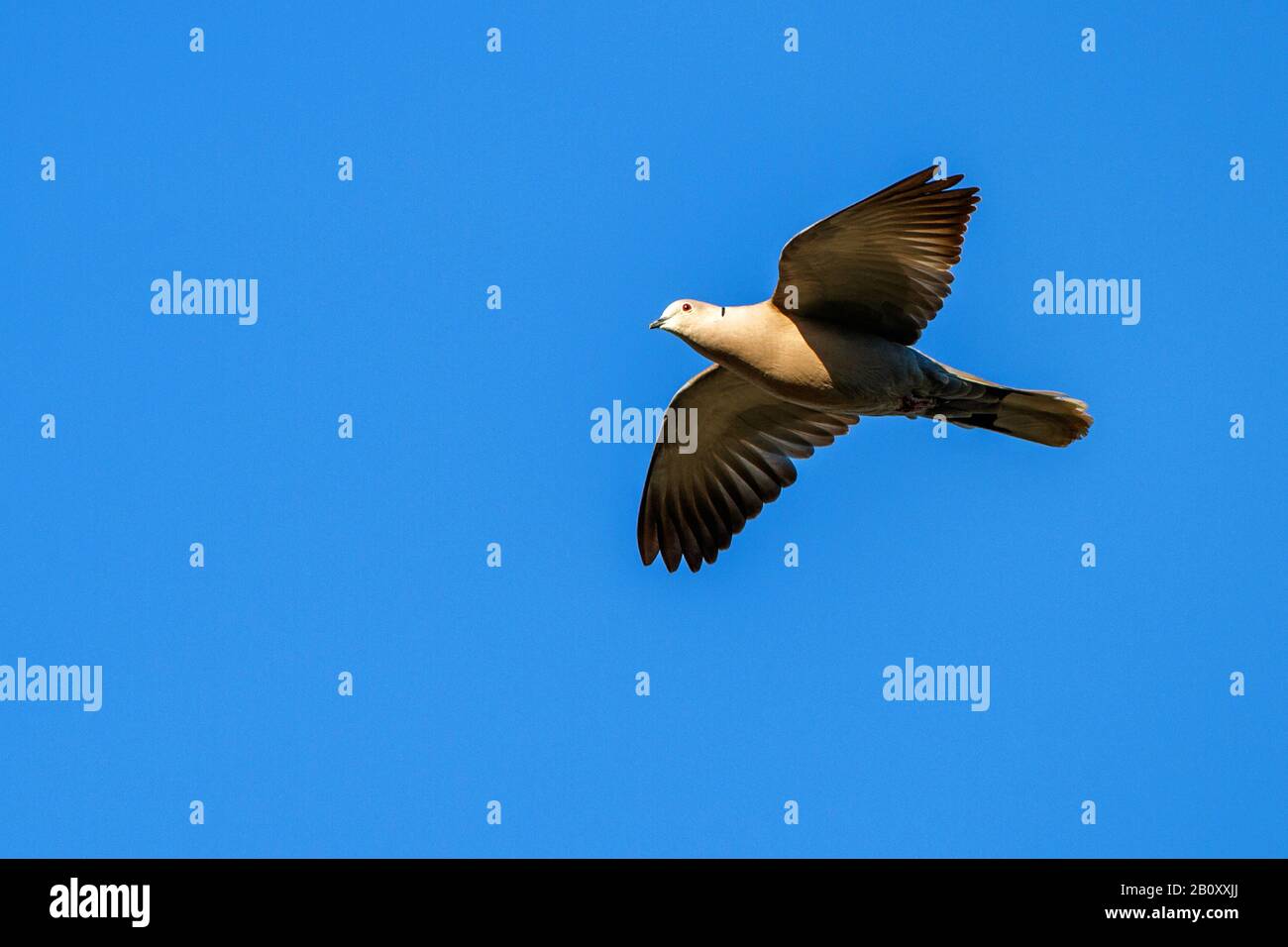 collared dove (Streptopelia decaocto), in flight, Germany, Baden