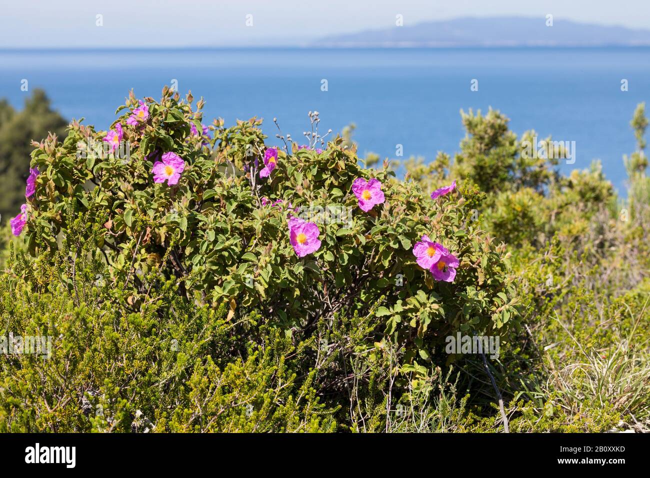 Pink Rock-Rose, Hoary Rock-Rose, hairy rockrose, rock rose, rock-rose, Grey-haired Rockrose, Cretan rockrose (Cistus creticus, Cistus incanus), blooming, Croatia Stock Photo