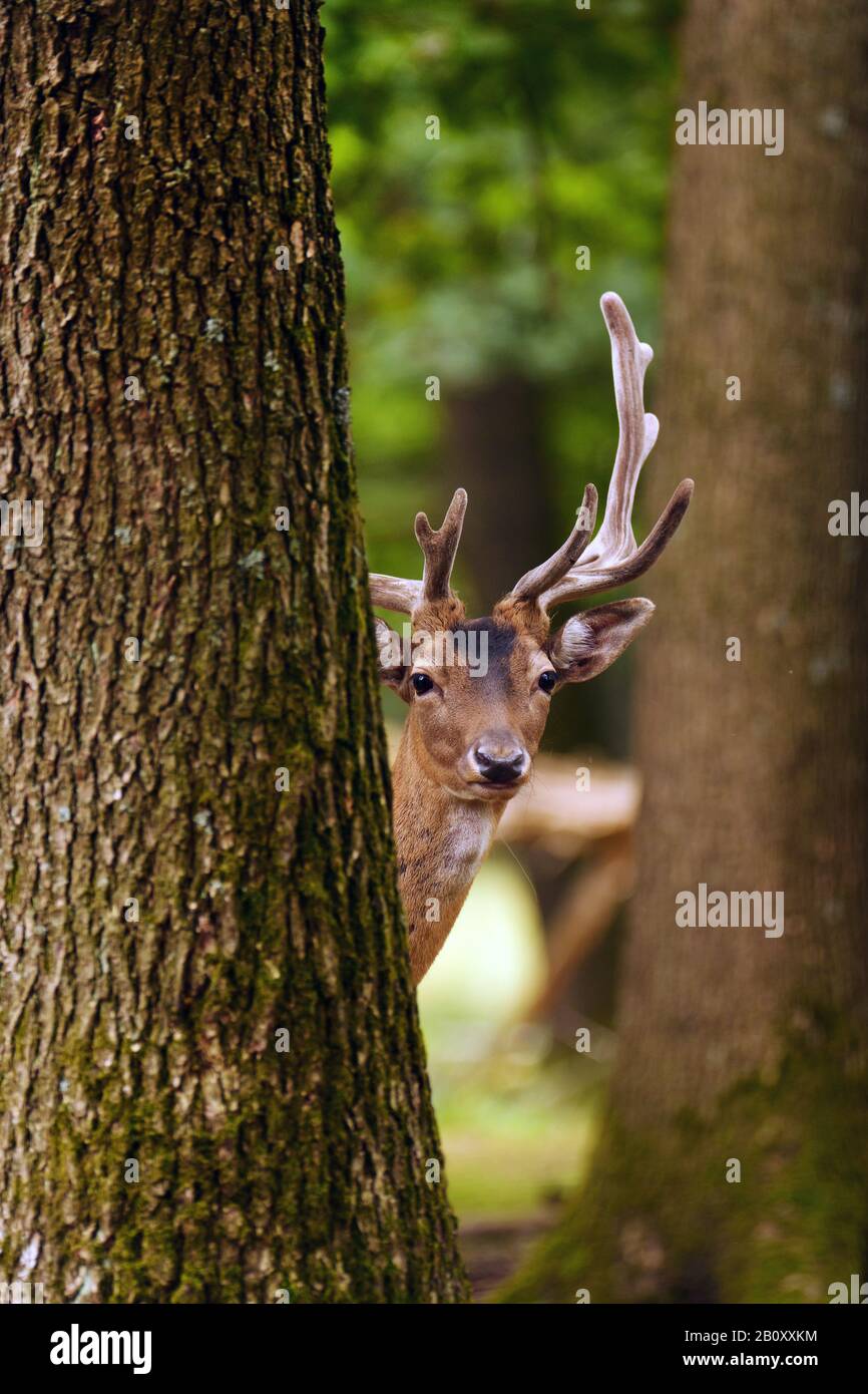 fallow deer (Dama dama, Cervus dama), with velvet peering behind a tree, Germany, Saxony Stock Photo
