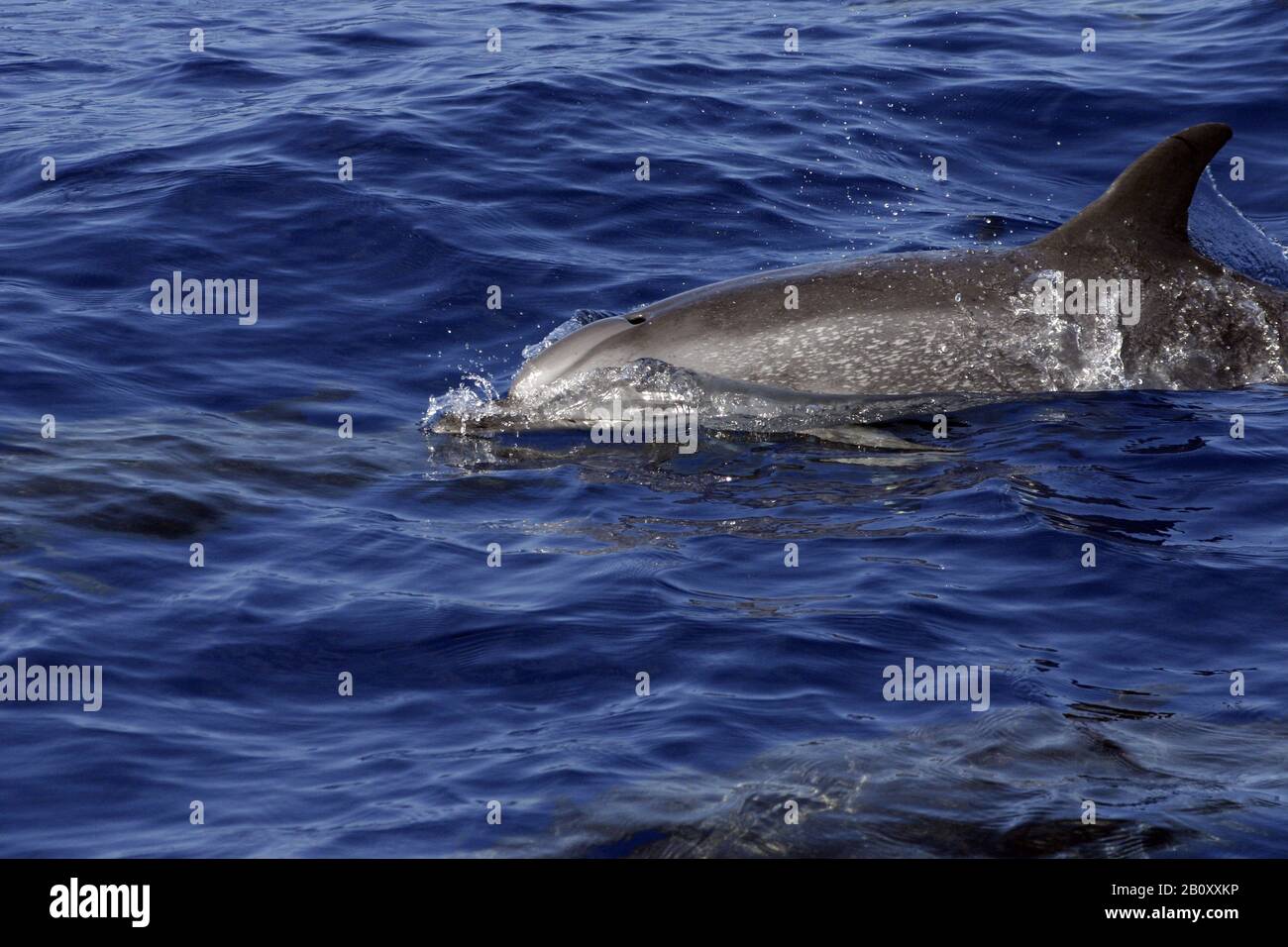 Dolphins in wake hi-res stock photography and images - Page 2 - Alamy